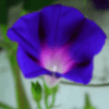Picotee Blue Morning Glory