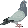 Pigeon