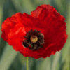Poppy Flower
