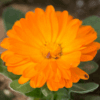 Pot Marigold