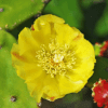 Prickly Pear
