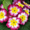 Primrose