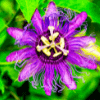 Purple Passion Flower