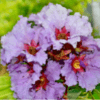 Queen Crape Myrtle