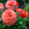 Ranunculus Flower
