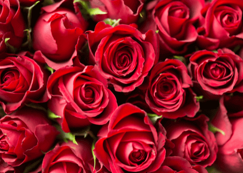 Rose image