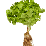 Salad Green Leaves