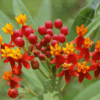 Scarlet Milkweed