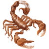 Scorpion 