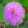 Shameplant