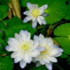 Siroi Lily