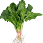Spinach
