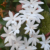 Star Jasmine