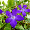 Sweet Violet