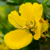 Tanner’s Cassia