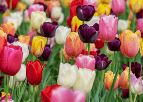 Tulips image