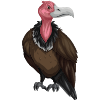 Vulture