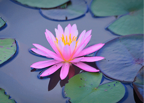 Water Lilies image