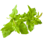 Wild Spinach