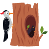 Woodpecker