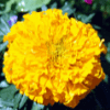 Yellow Marigold