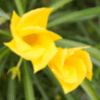 Yellow Oleander