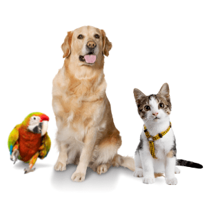 animal name