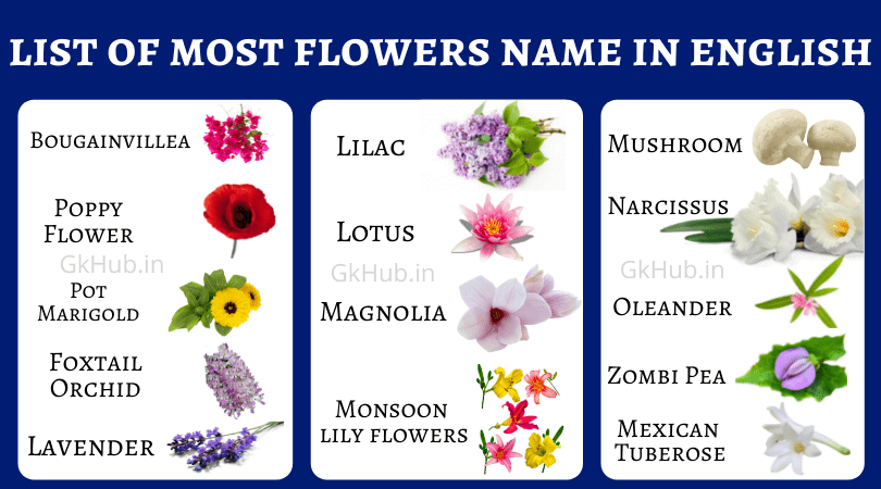 100 Flowers Name In English Names Of Flowers Gk Hub