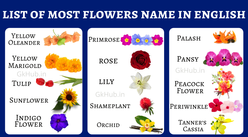 100 flowers Name in English- Names of Flowers : Gk Hub