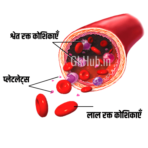 cbc blood test in hindi