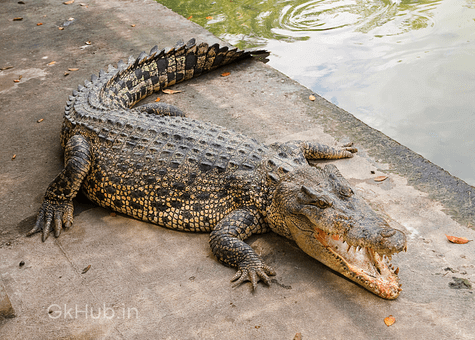 50+ Wild Animals Name List with Pictures in English : 50+ Wild Animals Name List with Pictures in English :