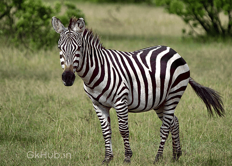 50+ Wild Animals Name List with Pictures in English : 50+ Wild Animals Name List with Pictures in English :