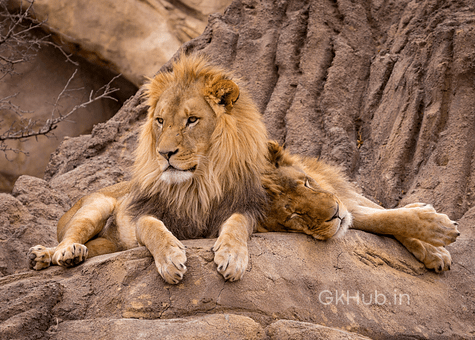 50+ Wild Animals Name List with Pictures in English : 50+ Wild Animals Name List with Pictures in English :
