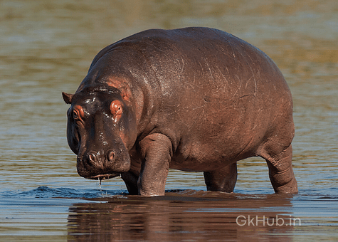 50+ Wild Animals Name List with Pictures in English : 50+ Wild Animals Name List with Pictures in English :