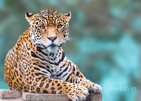 50+ Wild Animals Name List with Pictures in English : 50+ Wild Animals Name List with Pictures in English :