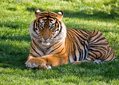 50+ Wild Animals Name List with Pictures in English