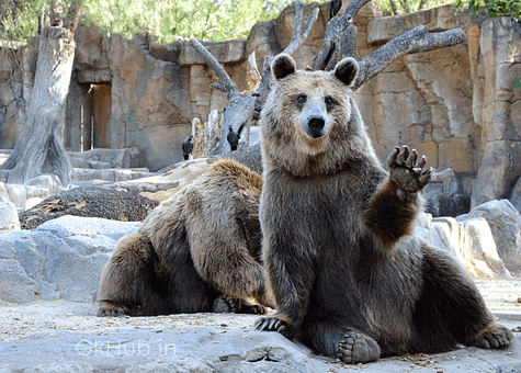 50+ Wild Animals Name List with Pictures in English : 50+ Wild Animals Name List with Pictures in English :