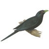 Asian Koel