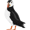 Auks