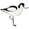 Avocet