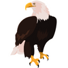 Bald eagle