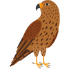 Hawk