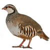 Chukar