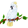 Cockatoo