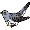 Common Hawk-Cuckoo