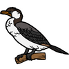Cormorant