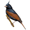 Crested Bunting