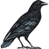 Crow