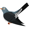 Cuckoo