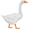 Goose